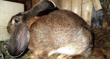 Jak se králík chová před hnízdem a kolik dní trvá příprava hnízda